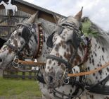 Reiten & Kutschenfahrten im Lungau